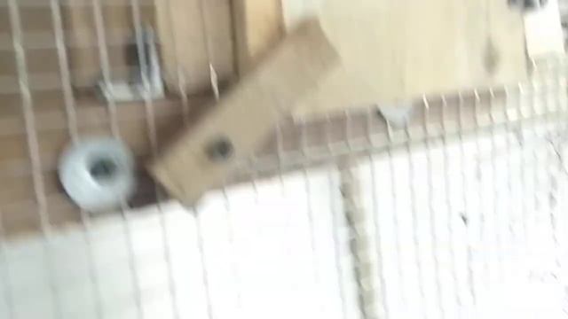 Зебровые амадины и синий певчий попугай(Zebra Amadinas and Blue Song Parrot) смотреть онлайн