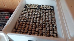 инкубатор несушка!вывод перепёл!