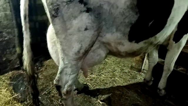 Про Жорин отел. Как назвали бычка и его порода. смотреть онлайн