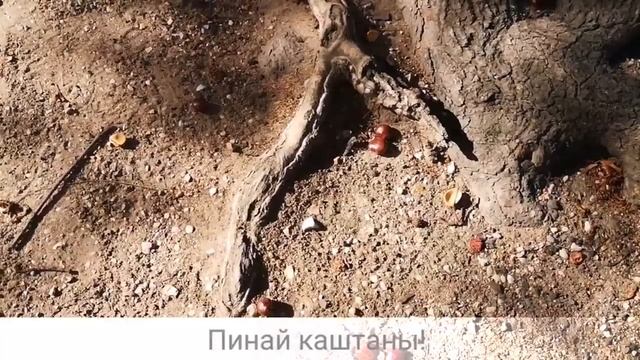 Splitter в Париже. Лидо. Елисейские поля. смотреть онлайн