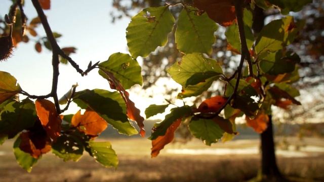 ? РЕЛАКСАЦИЯ ДЛЯ ТЕЛА И ДУШИ ? #meditationmusic смотреть онлайн