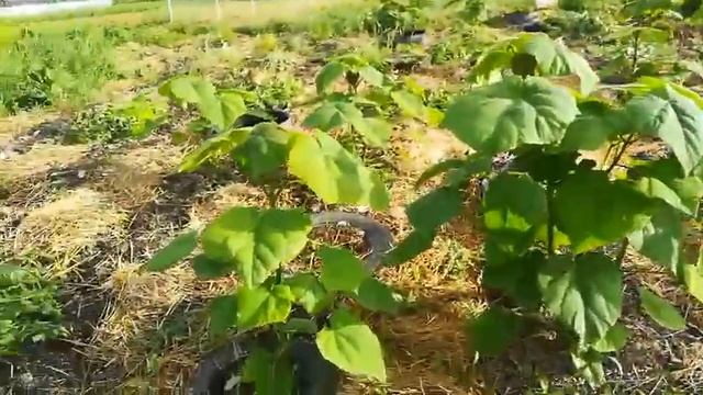 Можно ли заглублять корневую шейку у павловнии? У меня есть ответ на этот вопрос. смотреть онлайн