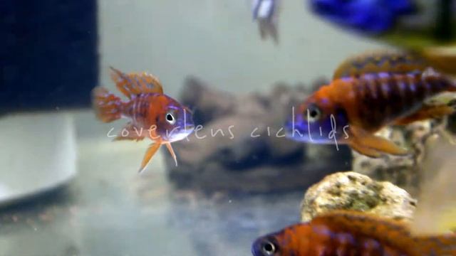 African cichlids Aulonocara Red Rubin. смотреть онлайн