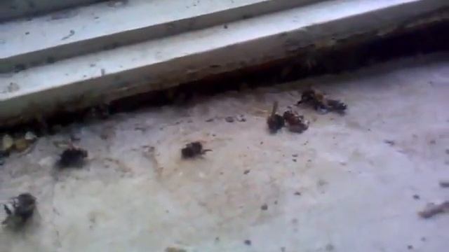 Гнездо шмелей в оконной коробке смотреть онлайн