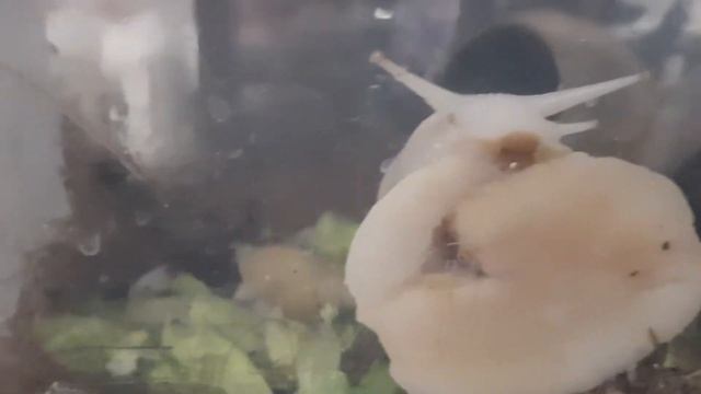 Ахатина/Ахатина Пантера / Ахатина фулика / Улитки / ЗУБЫ АХАТИНЫ смотреть онлайн