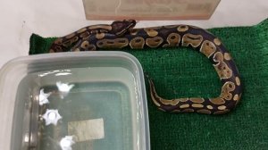 Что нужно для содержания Королевского питона .