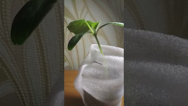 Огурец Шоша f1 смотреть онлайн