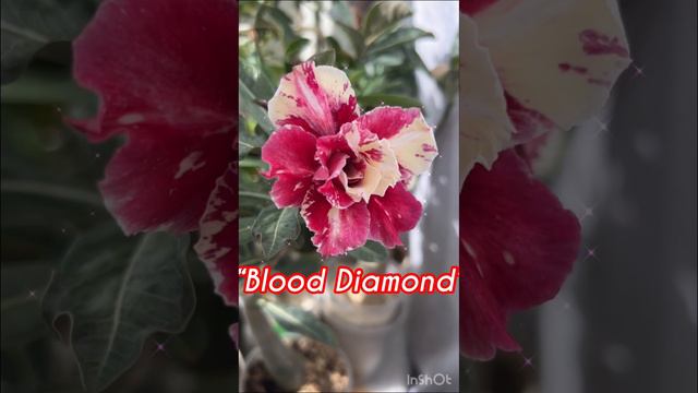 Алениум. Сорт “Blood Diamond” смотреть онлайн