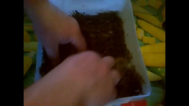 Инжир (ч.1) смотреть онлайн