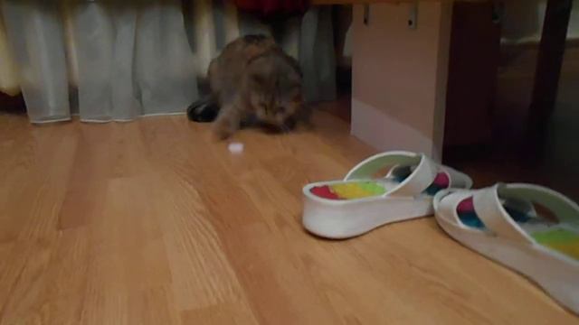 Виртуозность пианиста! Кошка Ромашка солирует:) смотреть онлайн