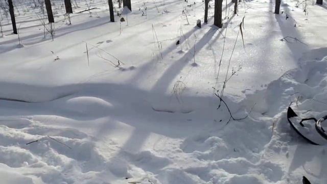 костёр в лесу закрытие охоты.