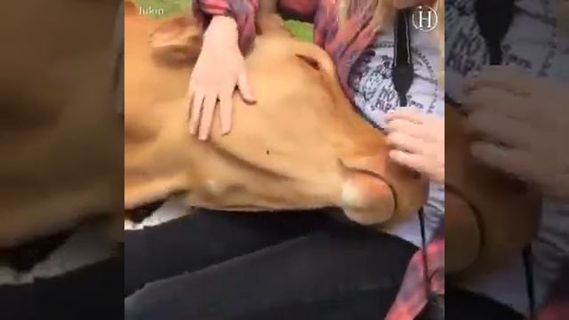 Любовь животных к человеку