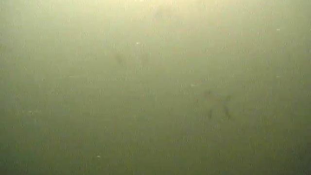 Стая леща в Обском коряжнике смотреть онлайн