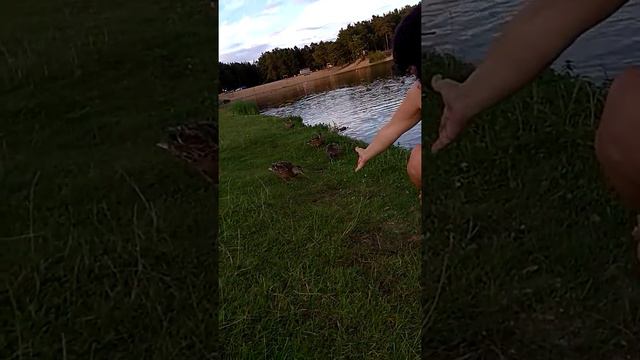 Утиные истории.Озеро Юбилейное. смотреть онлайн