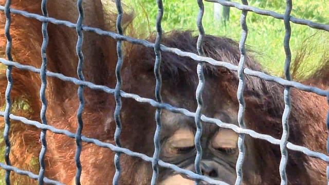 Дана и палка! Тайган Orangutan Dana In Taigan!