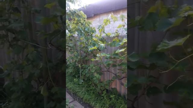 Виноград вдоль забора на своем участке удобно и практично смотреть онлайн