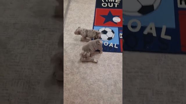 Собачья заварушка за добычу ? за покупкой щенка +79807427894 смотреть онлайн