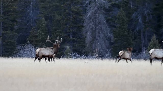 Bull Elk Shedding An Antler смотреть онлайн