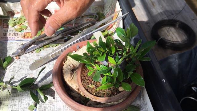 寒い地域で幹太の成長が難しい地域には役立つ豆盆栽の作り方・針金2度目整枝クチナシ盆栽・小品盆栽職人生産者やじま園＠盆栽タネ #盆栽 #盆栽タネ #bonsai
