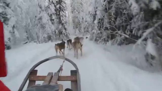 Лапландия поездка на собаках . смотреть онлайн