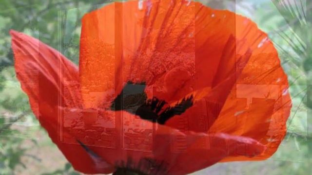 Roter Mohn - Tango - Akkordeon-Musik смотреть онлайн
