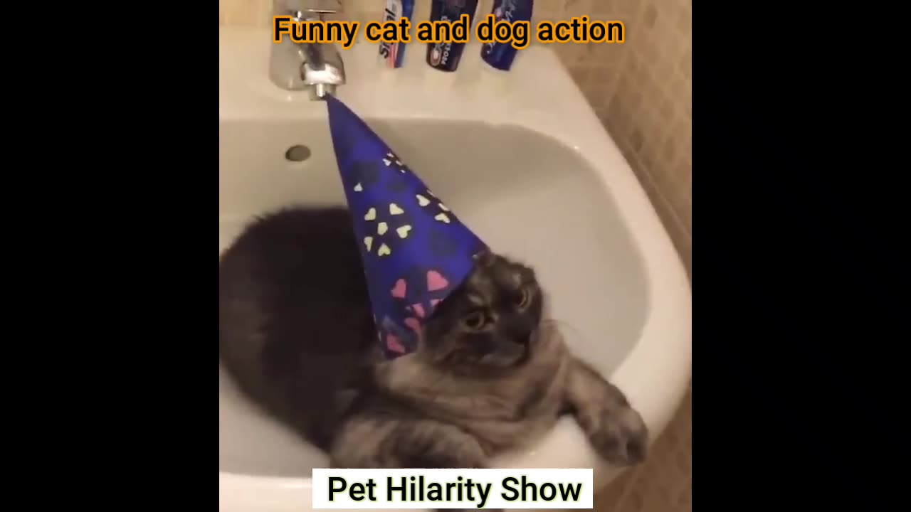 Fun-with-the-non-stop-funniest-cat-and-dog-video-funny-animal-video-part-04-shorts-short-viral-