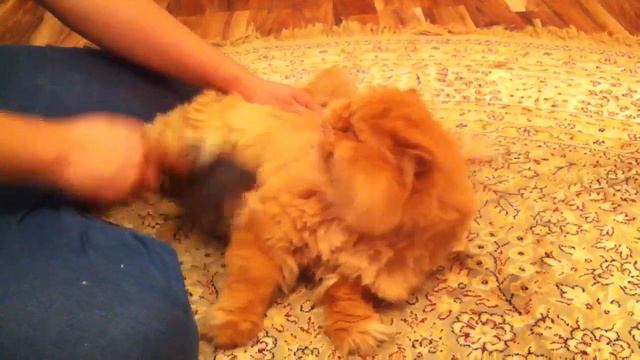 Кот балдеет от вычесывания смотреть онлайн