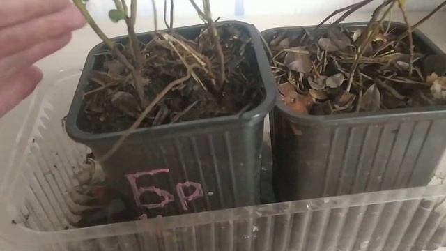 Брусника Коралл. Завязалась первая ягодка.