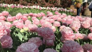 Божественное исцеление женских болезней  . Медитация Аффирмация