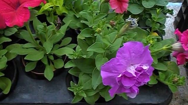 Petunia Grandiflora F1 - Productie 2015 смотреть онлайн
