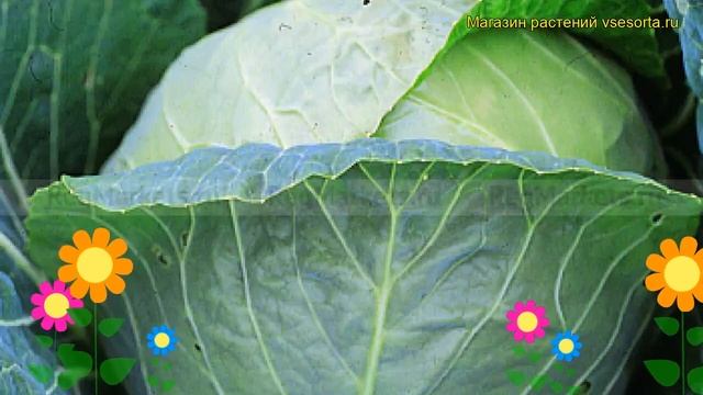 Капуста белокочанная Малахит. Краткий обзор, описание характеристик, где купить саженцы Malahit смотреть онлайн