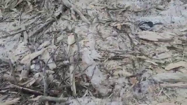 Что творит лесной измельчитель?! Возможности мульчера FERRI THFM/F 160.