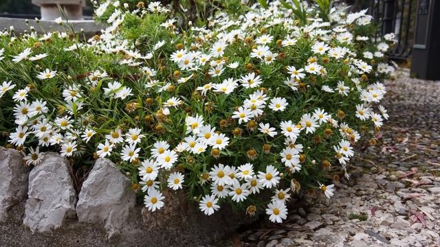 Подкаст о современном городском ландшафтном искусстве | Проект Восадули | Ландшафтный дизайн смотреть онлайн