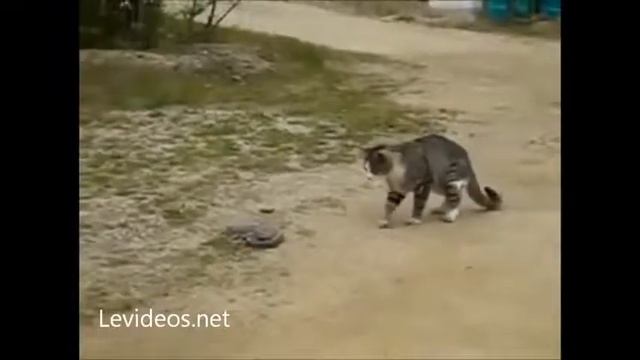 Драка кота против змеи смотреть онлайн