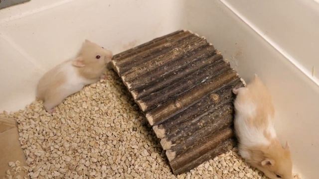 Как ЛЕГКО приучить хомяка к ТУАЛЕТУ 26/08/2022/ ПРОДАЮ сирийских хомячков #ХОМКИ +7 921 595 08 48 смотреть онлайн