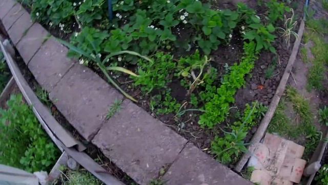 Мой опыт с поднятыми грядками .Небольшая поправка масло мы заливаем не в лунки а в норки. смотреть онлайн