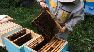 Борьба с роением. Второй корпус.Однодневный расплод и пергу/перговые рамки поднимаю во второй корпу