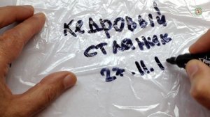 ?❄ Как вырастить кедр из семян Часть 1 Стратификация