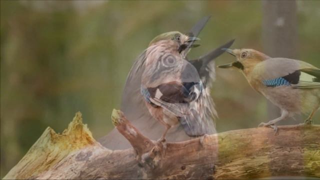 Сойка смотреть онлайн