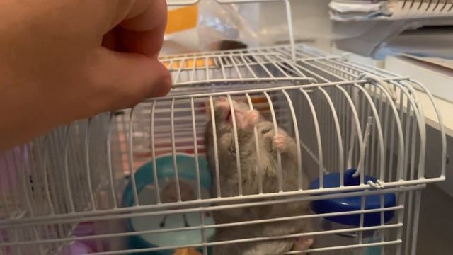 Хомяк грызет клетку / Hamster is gnawing the cage смотреть онлайн