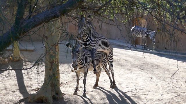 Grevy's Zebras Mating LA Zoo Los Angeles California USA December 1, 2021 смотреть онлайн