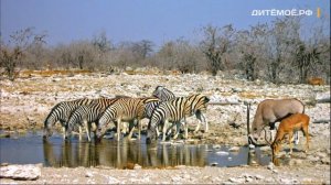 Крокодил. Энциклопедия для детей про животных. Реки и Озёра