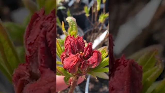 Азалия Набукко (Nabucco) — красивый кустарник, с крупными цветами и пышным цветением #shorts смотреть онлайн