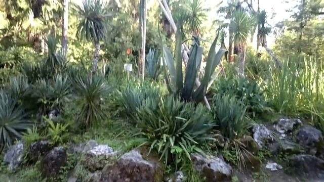 Абхазия, Сухум, ботанический сад 2014 / Abkhazia, Sukhum, Botanical Garden 2014 смотреть онлайн
