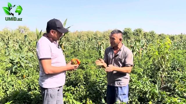 Ochiq dalada Bulgʻor qalampiridan Bir haftada 2500$ daromad. 2500$ дохода из балгарского перца смотреть онлайн