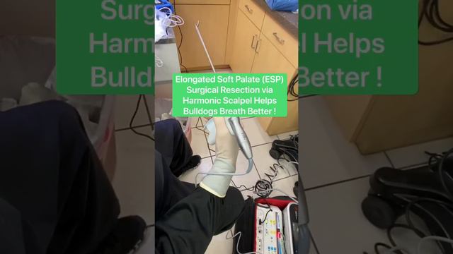 Bulldog Breathing Issues ?