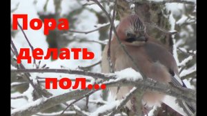 #51 Пора делать пол...