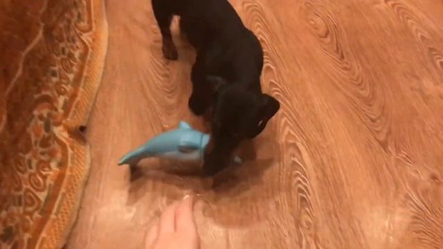 Такса мини/кроличья такса?❤️Забавный щенок❤️ смотреть онлайн