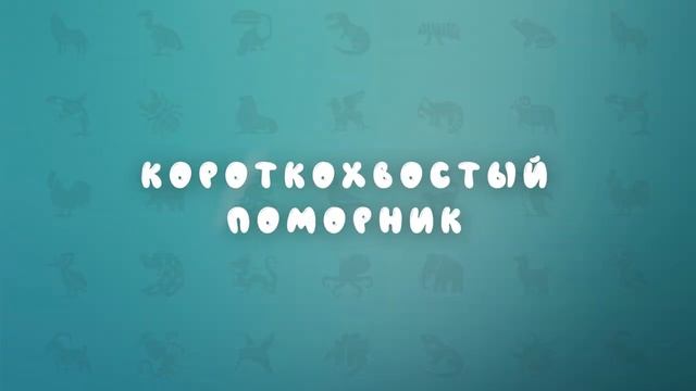 Животные холодных стран | Развивающее видео для детей | Карточки Домана смотреть онлайн