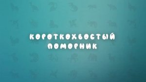Животные холодных стран | Развивающее видео для детей | Карточки Домана